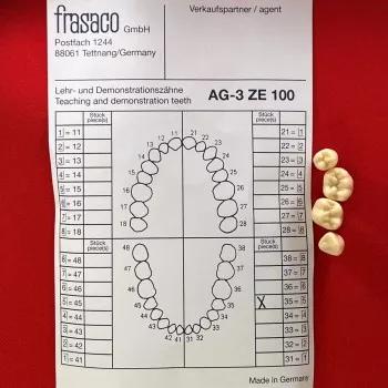 Frasaco AG3 Teeth Single Image