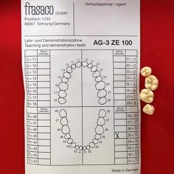 Frasaco AG3 Teeth Pack of 10 Image