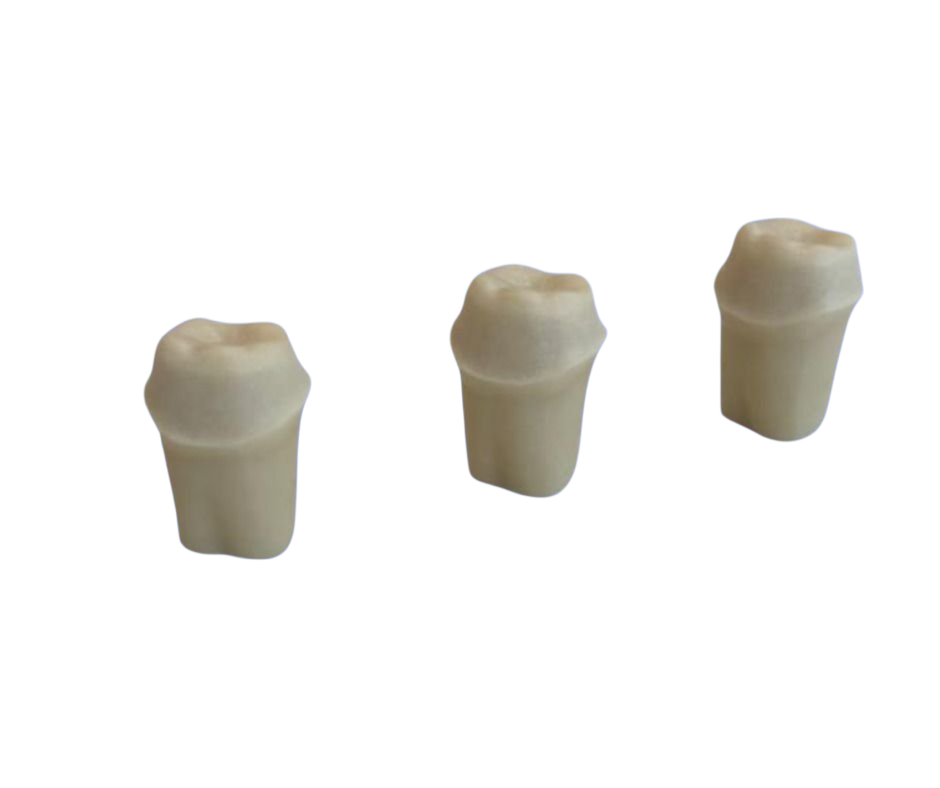 Prepared Model Image