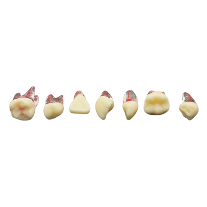 Endo Frasaco teeth Image